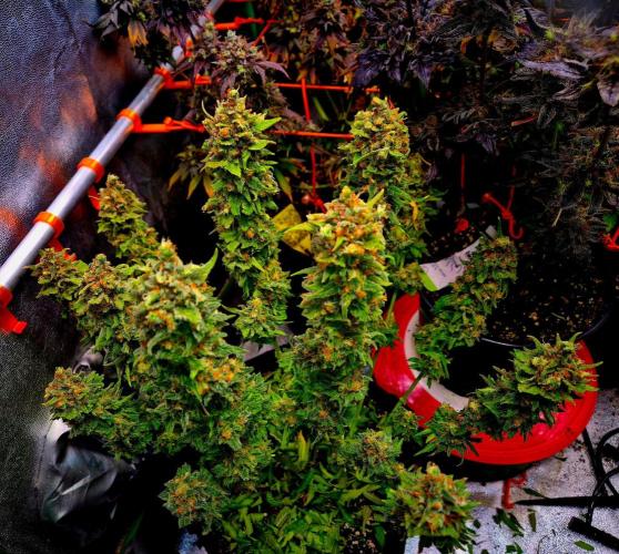 Wedding Cake (CCG) Sensible Seeds. Week 17