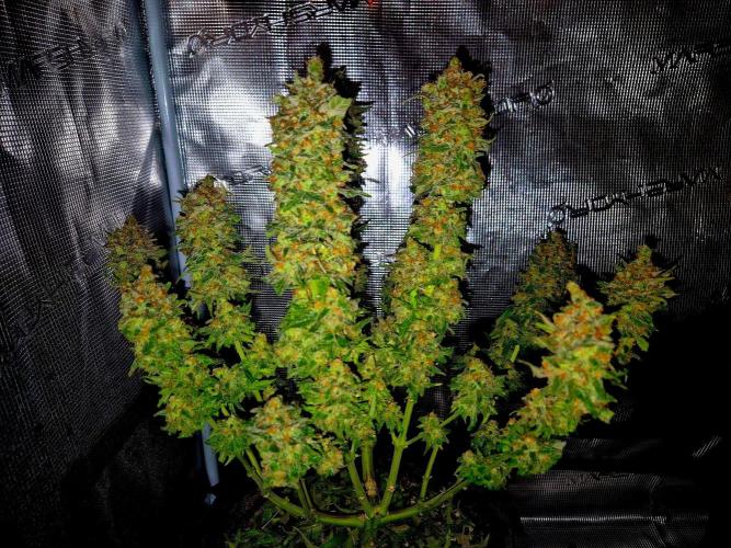 Wedding Cake (CCG) Sensible Seeds. Week 17