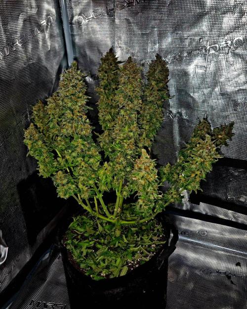 Wedding Cake. Week 17