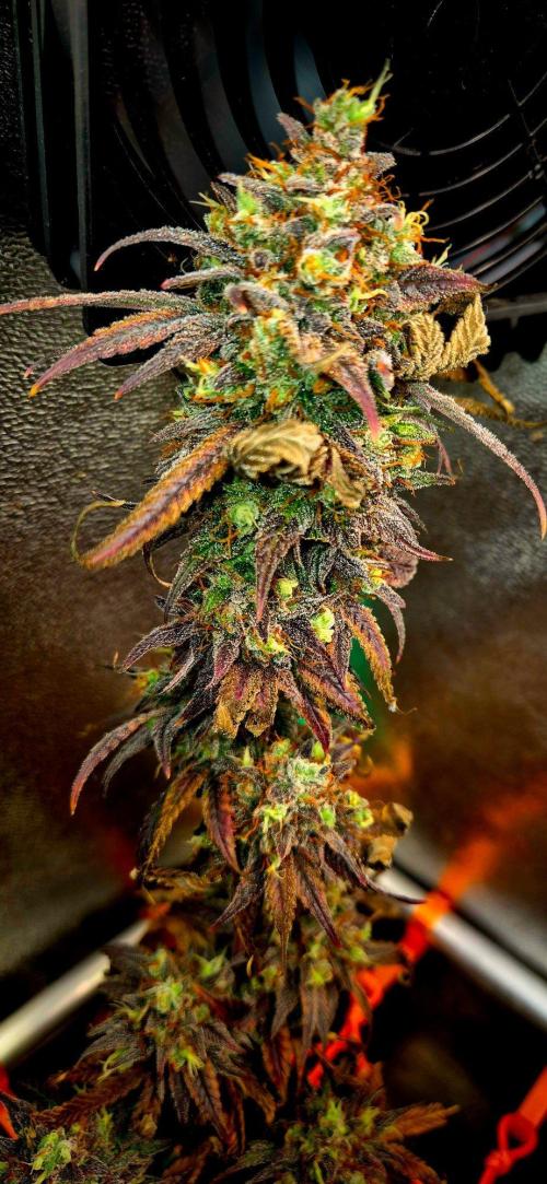 Pink Rozay Original Sensible Seeds. Week 17