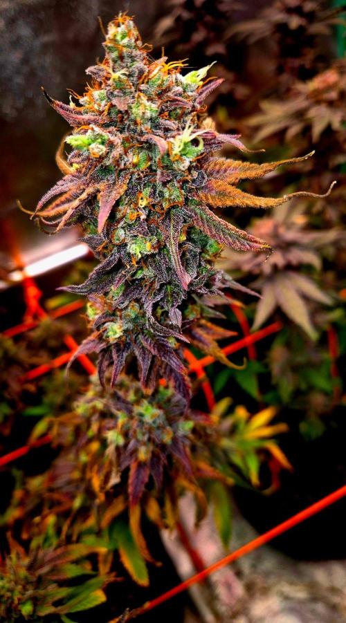 Pink Rozay Original Sensible Seeds. Week 17