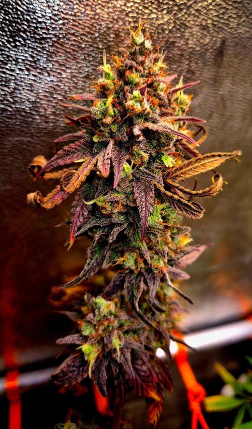 Pink Rozay Original Sensible Seeds. Week 17