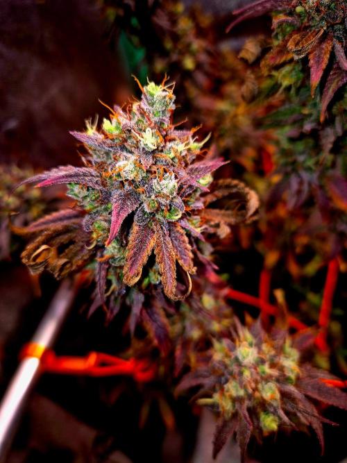 Pink Rozay Original Sensible Seeds. Week 17
