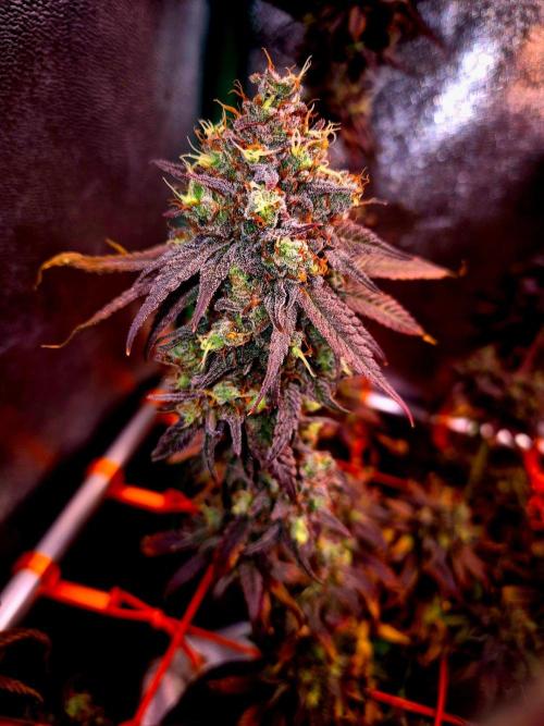 Pink Rozay Original Sensible Seeds. Week 17