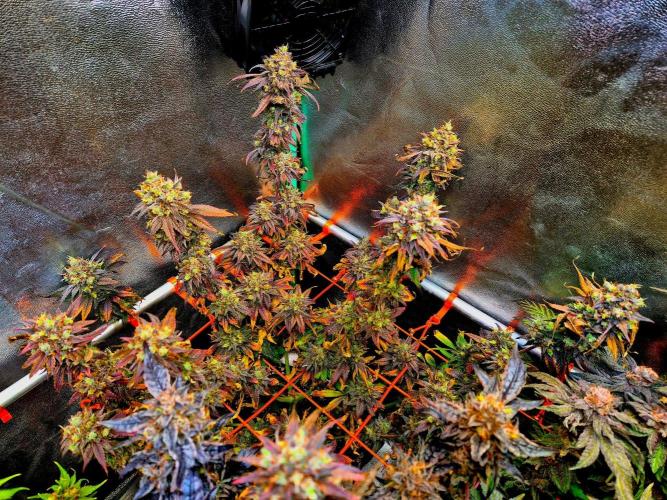 Pink Rozay Original Sensible Seeds. Week 17