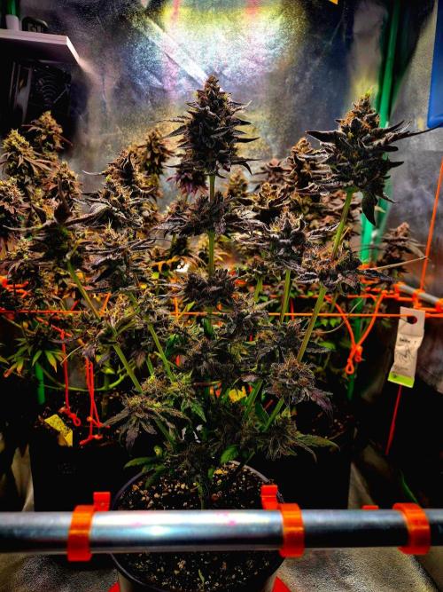 Fast buds (mini grow). Week 14
