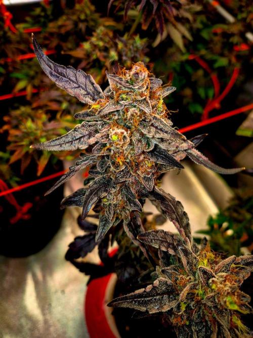 Fast buds (mini grow). Week 14