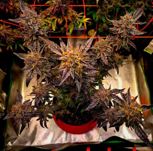 Fast buds (mini grow). Week 14