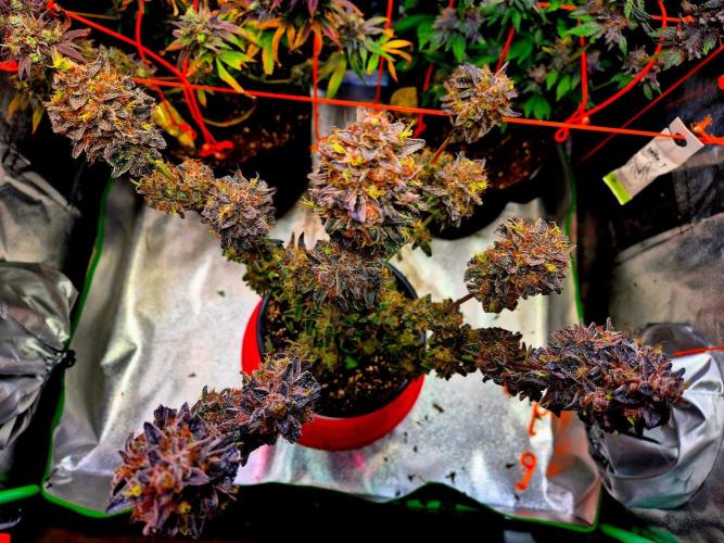 Fast buds (mini grow). Week 15