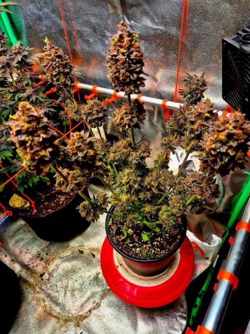 Fast buds (mini grow). Week 15