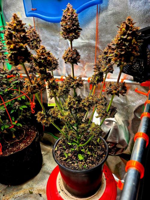 Fast buds (mini grow). Week 15
