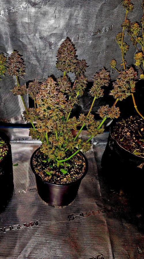 Fast buds (mini grow). Week 15