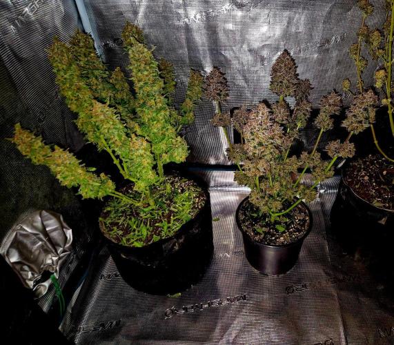 Fast buds (mini grow). Week 15