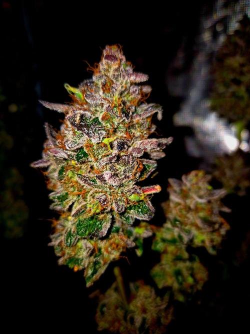 Fast buds (mini grow). Week 15