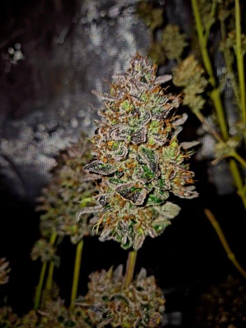 Fast buds (mini grow). Week 15