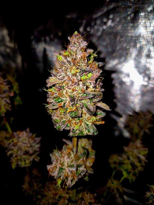 Fast buds (mini grow). Week 15