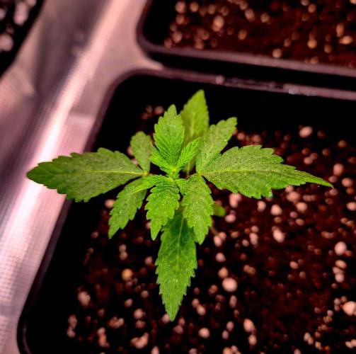California Indica (CCG) Sensi-Seeds. Week 2