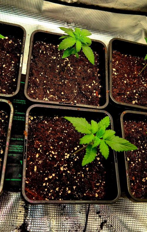 Mental Rainbow (CCG) Sweet Seeds. Week 2