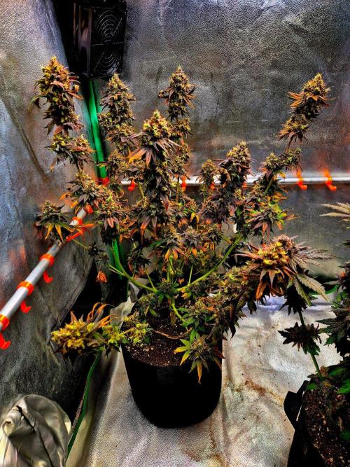Pink Rozay Original Sensible Seeds. Week 17