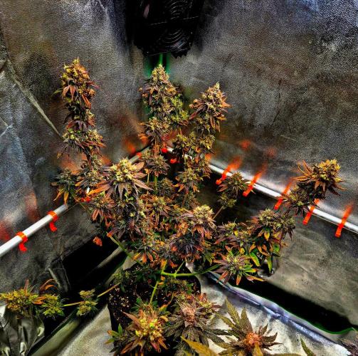 Pink Rozay Original Sensible Seeds. Week 17