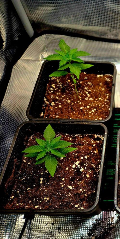 California Indica (CCG) Sensi-Seeds. Week 2