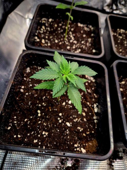 California Indica (CCG) Sensi-Seeds. Week 3