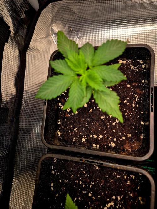 California Indica (CCG) Sensi-Seeds. Week 3