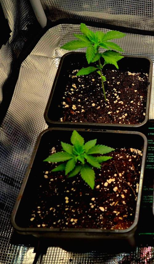 California Indica (CCG) Sensi-Seeds. Week 3
