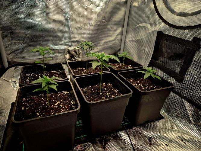 California Indica (CCG) Sensi-Seeds. Week 3