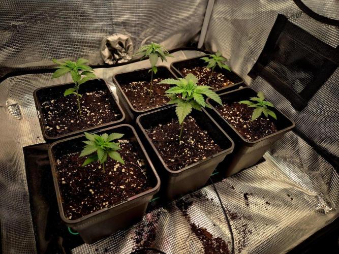 California Indica (CCG) Sensi-Seeds. Week 3