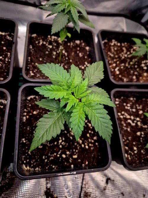 Mental Rainbow (CCG) Sweet Seeds. Week 3
