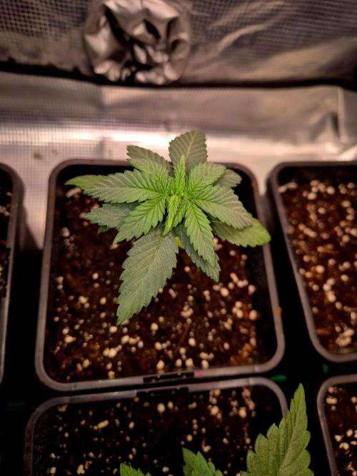 Mental Rainbow (CCG) Sweet Seeds. Week 3