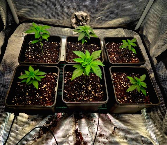Mental Rainbow (CCG) Sweet Seeds. Week 3