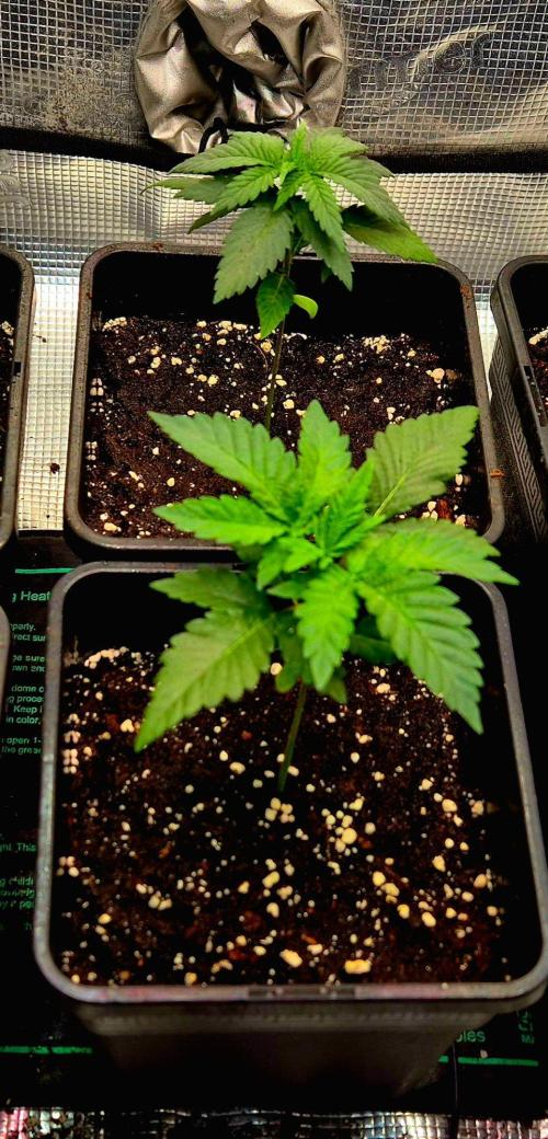 Mental Rainbow (CCG) Sweet Seeds. Week 3