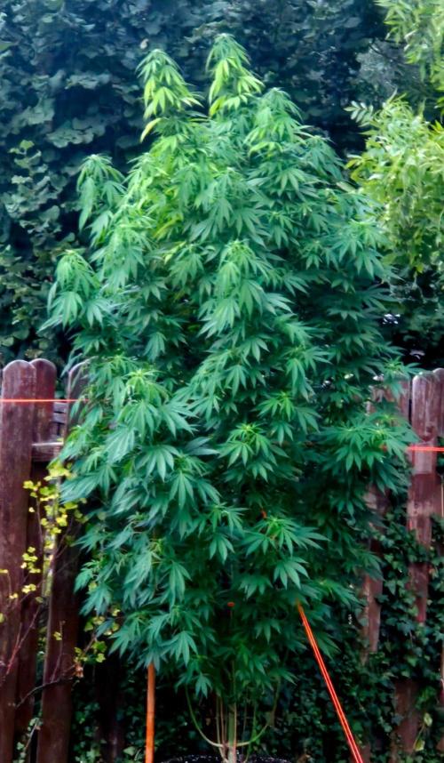 Garbage Lady (Big Mama). Week 24