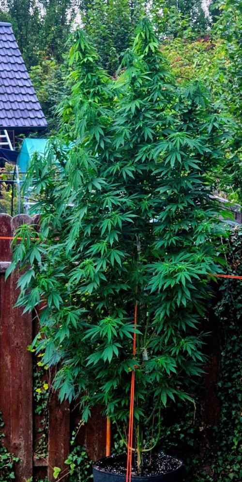 Garbage Lady (Big Mama). Week 24