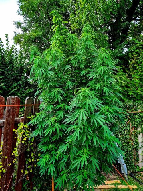 Garbage Lady (Big Mama). Week 24