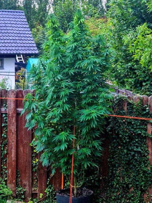 Garbage Lady (Big Mama). Week 24
