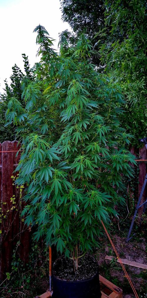 Garbage Lady (Big Mama). Week 24