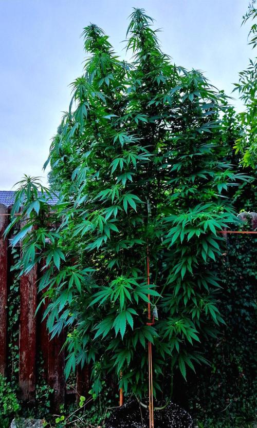 Garbage Lady (Big Mama). Week 24