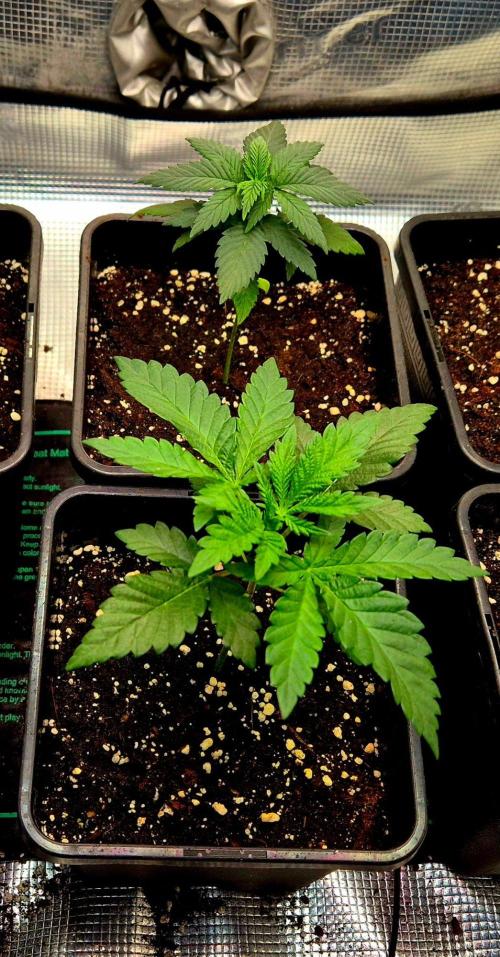 Mental Rainbow (CCG) Sweet Seeds. Week 3