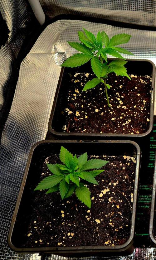 California Indica (CCG) Sensi-Seeds. Week 3
