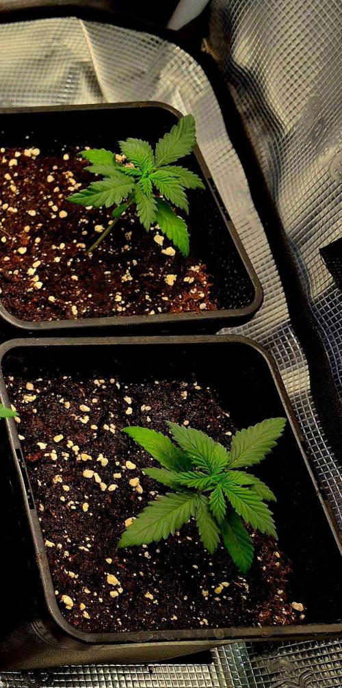 Future Frost by Holy Jeremaiah Genetics. Week 3