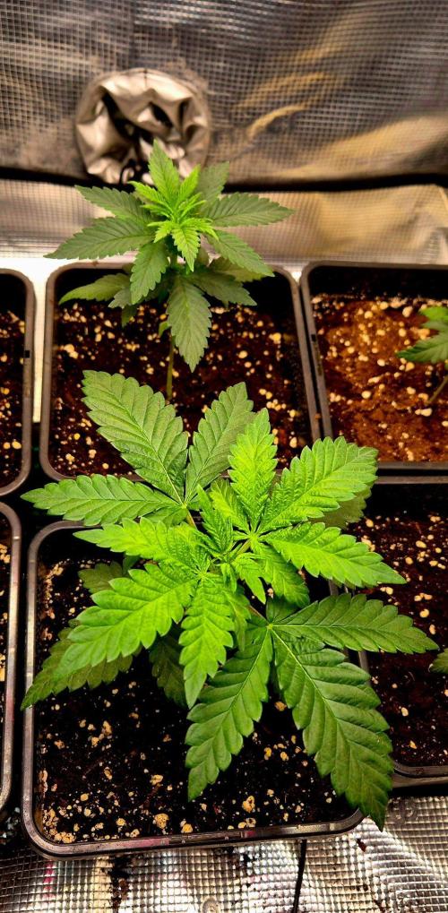 Mental Rainbow (CCG) Sweet Seeds. Week 3