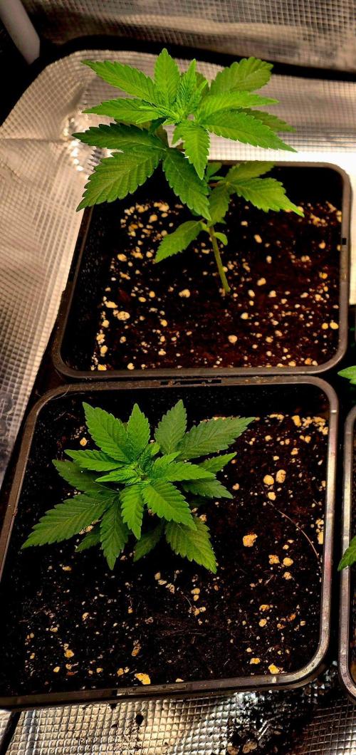 California Indica (CCG) Sensi-Seeds. Week 3