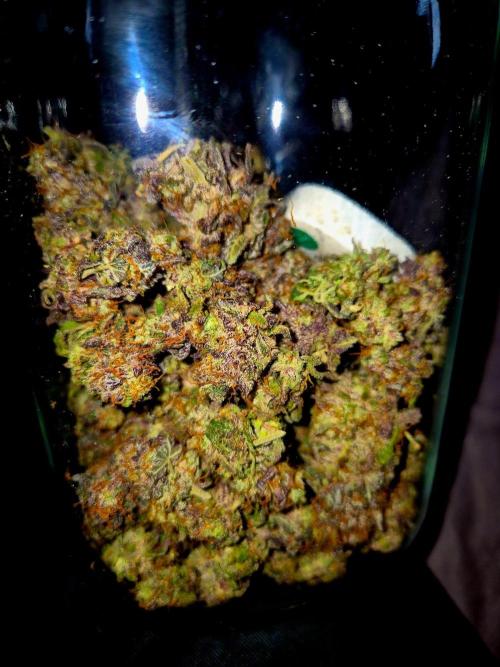Purple overload (CCG) Sensible Seeds. Week 16