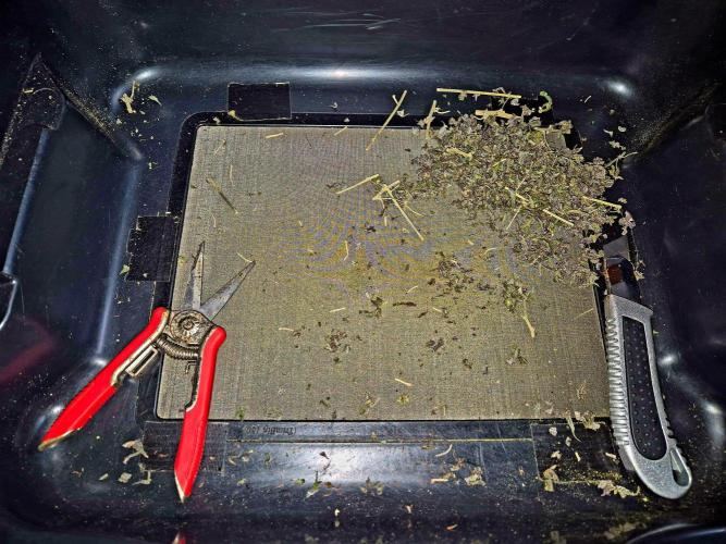 Purple overload (CCG) Sensible Seeds. Week 16