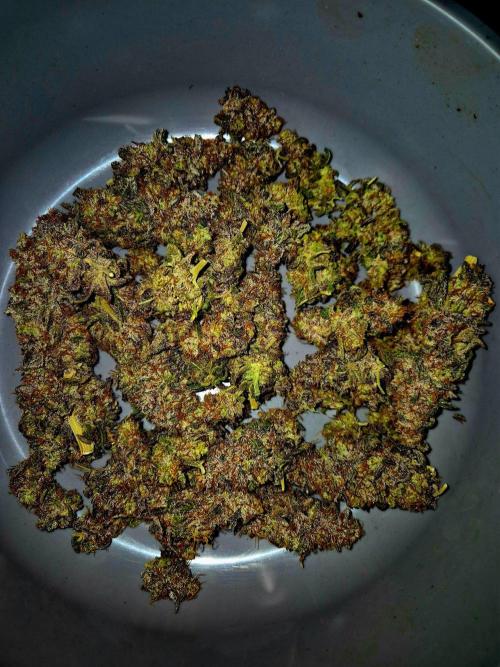 Purple overload (CCG) Sensible Seeds. Week 16
