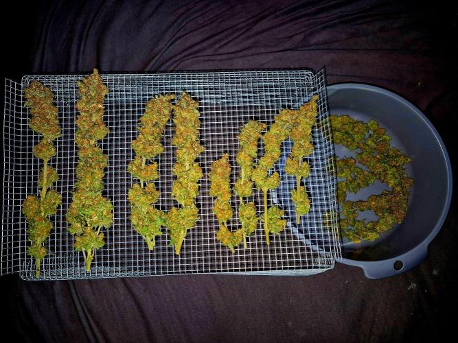 Wedding Cake (CCG) Sensible Seeds. Week 17