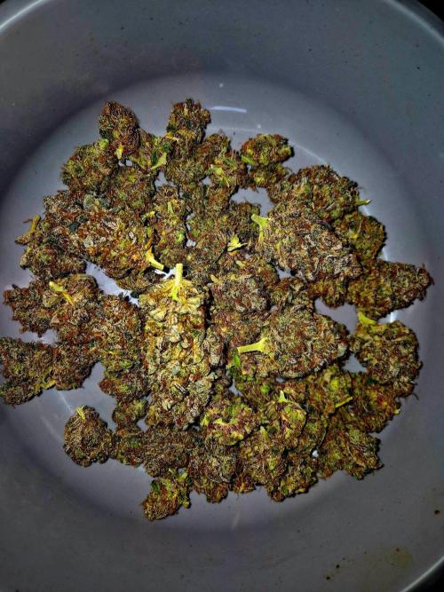 Fast buds (mini grow). Week 15